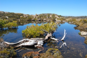 Pic 2: Athrotaxis selaginoides (pencil pine) at home in a tarn in Tasmania.