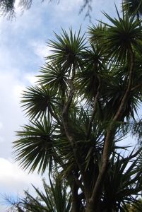 Pic 2: This New Zealand cabbage tree (Cordyline) looks nothing like South Africa's cabbage tree (Cussonia).