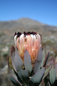 Protea, a wonderfully diverse genus in South Africa's Fynbos. 